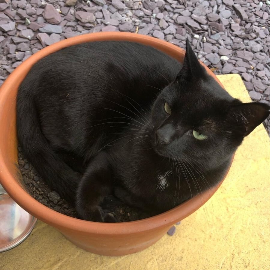 Dash, a black cat, is curled up in a terra-cotta plant pot on a gravel surface, looking slightly to the side.