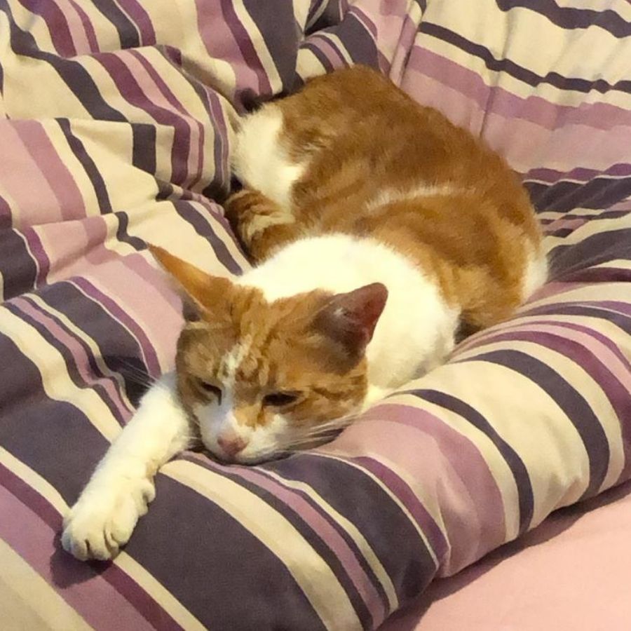 Kenny, an orange and white cat, is lying on a bed with striped purple and white bedding, stretching one paw out in a relaxed position.