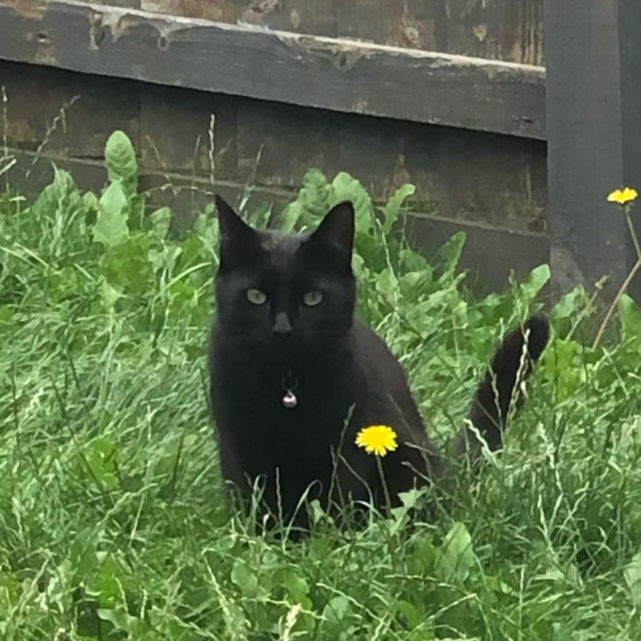 Kuro, a black cat, is sitting in tall green grass with a yellow dandelion nearby. A wooden fence is visible in the background.