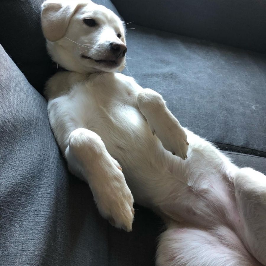 Misha, a light-colored dog lying on her back on a couch, with her paws up in a relaxed and comfortable position.