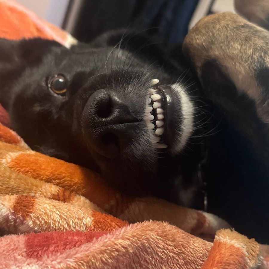 A close-up of Mylo, a black dog, lying on his back on a blanket, showing his teeth in a relaxed, playful expression.