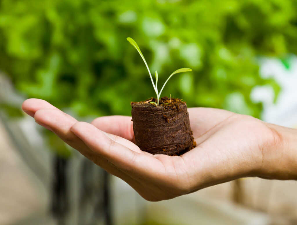 A close-up of a hand holding a small sprout in a soil pod. The background is filled with green leaves