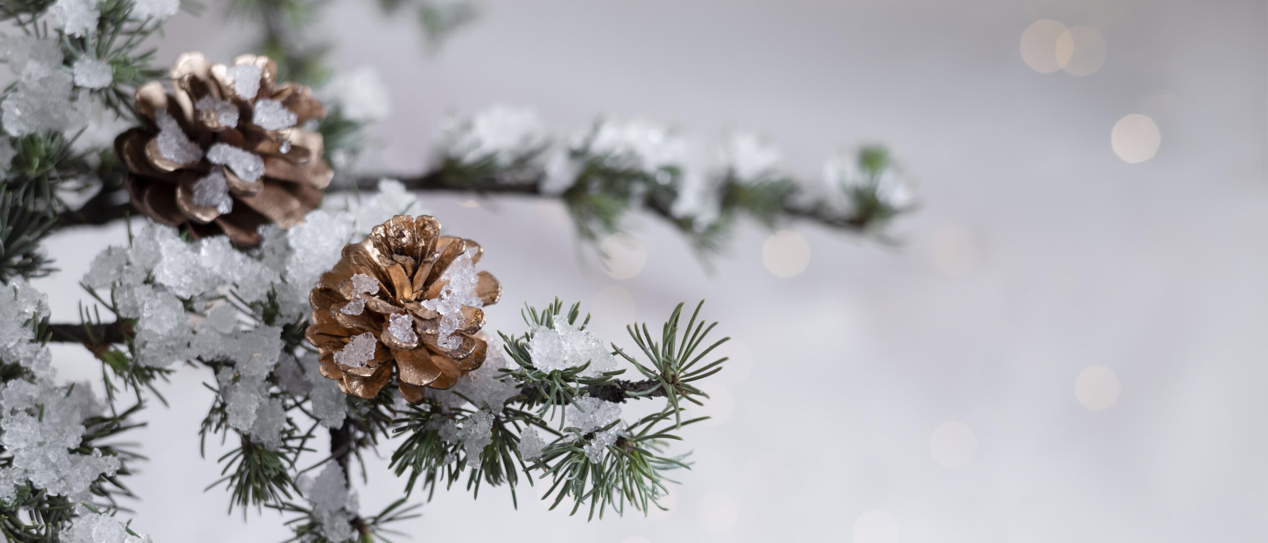 A winter scene with pine branches and snow-covered pine cones on a blurred, snowy background.