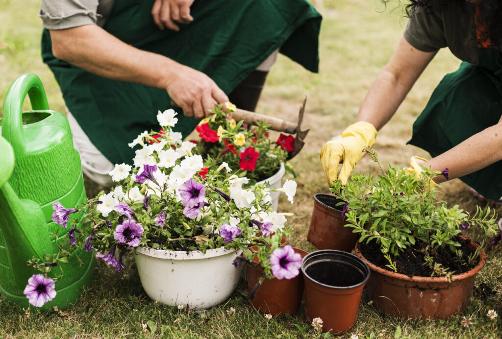 A senior couple tending to potted flowers, with a green watering can beside them.