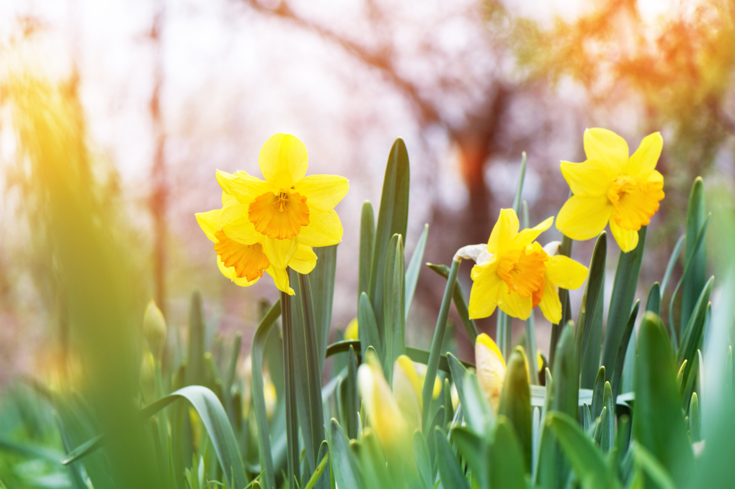 Bright yellow daffodils blooming in a garden with soft sunlight in the background.